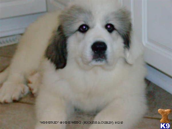 Great Pyrenees Puppies